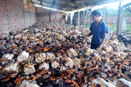 Hộ anh Nông Văn Quý (thôn Hà Giàn, xã Đông Ngũ, huyện Tiên Yên) thu nhập hàng trăm triệu đồng/năm từ nuôi trồng nấm linh chi.