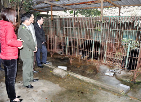 Đoàn giám sát Ban Pháp chế HĐND tỉnh kiểm tra điểm nuôi nhốt gấu ở phường Hà Khẩu, TP Hạ Long.