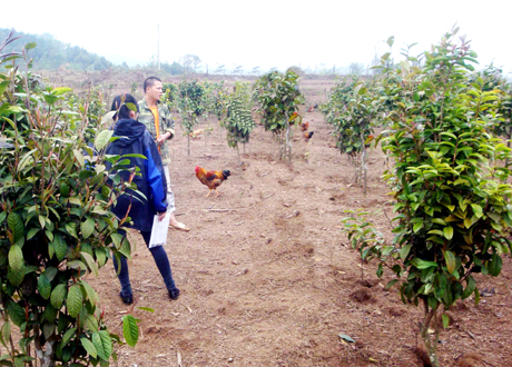 Ba Chẽ Bảo tồn phát triển cây trà hoa vàng  Báo Quảng Ninh điện tử