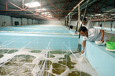 Trại sản xuất cá giống Phương Anh, phường Hải Hoà là một trong những địa chỉ lớn cung cấp cá song giống trên địa bàn TP Móng Cái.