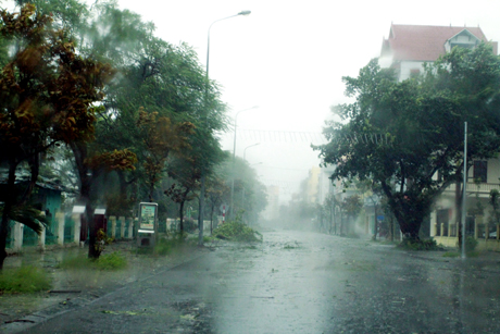 Cây cối đổ gẫy trên đường phố của TP Móng Cái.