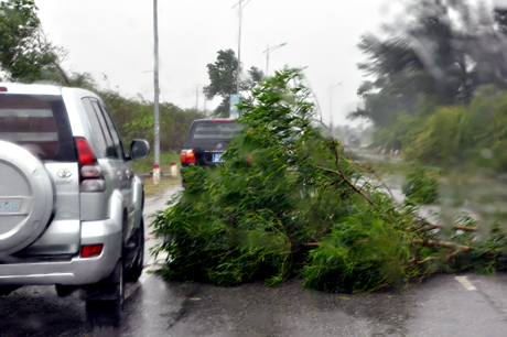 Cây xanh đổ ra đường giao thông tại TP Móng Cái.