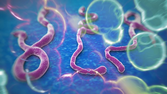 Hình ảnh virus Ebola qua kính hiển vi.