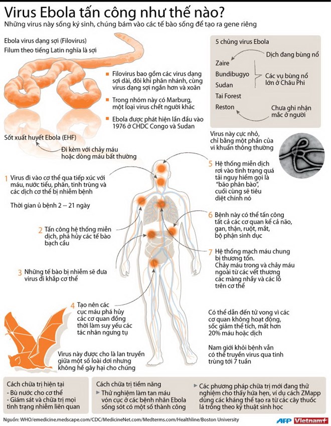 Triệu Chứng Bệnh Ebola: Những Điều Cần Biết