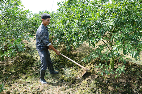 Vườn cam Canh của anh Nguyễn Văn Nam (thôn Cửa Phúc, xã Việt Dân) cho năng suất, hiệu quả kinh tế cao.