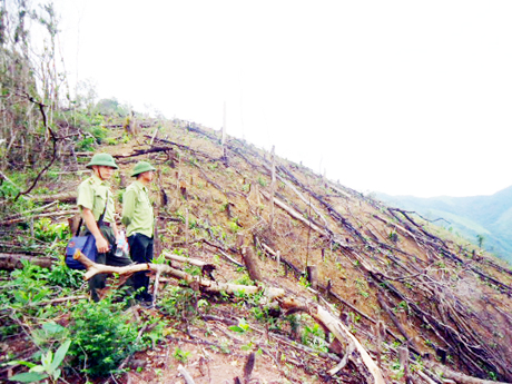 Đoàn thanh tra kiểm tra thực địa việc quản lý, sử dụng đất rừng ở huyện Ba Chẽ. Ảnh: Tư liệu do Thanh tra tỉnh cung cấp.