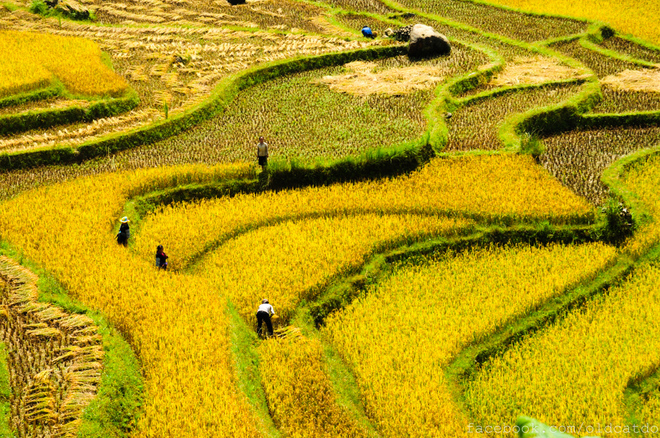 Trên nhiều thửa ruộng lúa chín vàng trong xã Tả Giàng Phình, bà con đã bắt đầu thu hoạch.