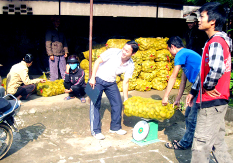Mô hình khoai tây cao sản mang lại thu nhập cao cho ĐVTN xã Lục Hồn (Bình Liêu).