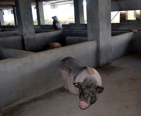 Lợn Móng Cái tại đây được đánh số và chăn theo quy trình, tiêu chuẩn VietGap