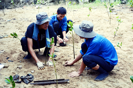 Các tình nguyện viên đến từ Dự án JICA trồng rừng ngập mặn ven bờ Vịnh Hạ Long.
