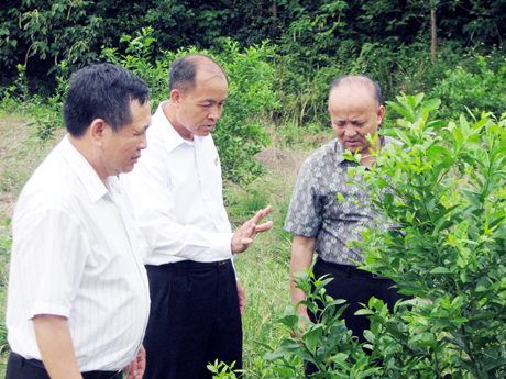 Lãnh đạo Hội CCB tỉnh kiểm tra hiệu quả mô hình trồng chanh tứ mùa tại huyện Đông Triều của CCB huyện (tháng 9-2014). Ảnh: Vũ Tuý (CCB tỉnh)
