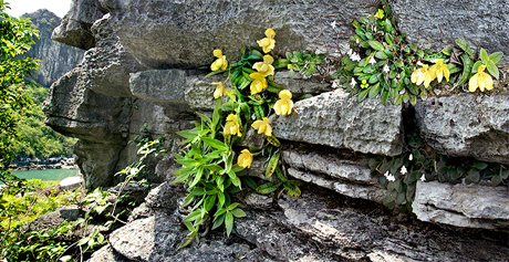 Lan Hài vệ nữ, một trong những thực vật đặc hữu ở Hạ Long.