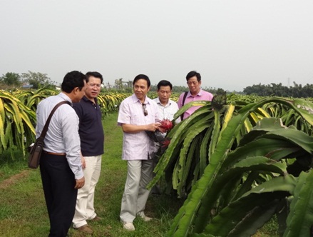 Phó Chủ tịch UBND tỉnh Đặng Huy Hậu và đoàn công tác thăm vườn trồng thanh long tại Đài Loan.