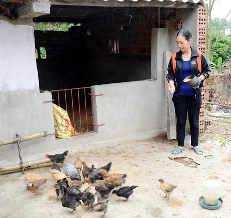 Từ nuôi gà, gia đình chị Nguyễn Thị Thu Hà giờ đã thoát nghèo.