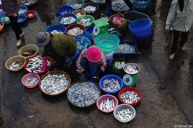 Những mặt hàng hải sản đa dạng như tôm, cua, cá, mực, ghẹ... với nhiều chủng loại khác nhau được bày bán.