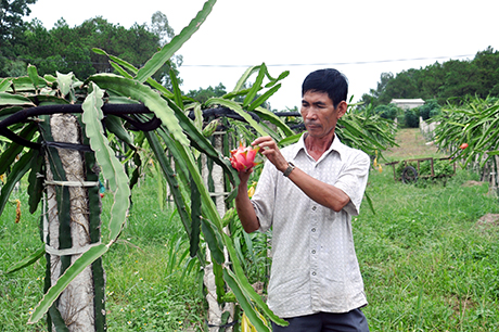 Ông Đoàn Quang Ngọc đang chăm sóc vườn thanh long ruột đỏ của gia đình tại khu Tân Lập, phường Phương Đông (TP Uông Bí).