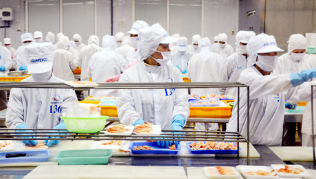 Đóng gói sản phẩm xuất khẩu tại Công ty CP Xuất khẩu thuỷ sản Phú Minh Hưng (TX Quảng Yên).