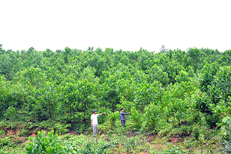 Một số diện tích đất rừng sẽ được chuyển đổi mục đích sử dụng để thực hiện các dự án. Trong ảnh: Rừng được giao cho người dân trồng tại xã Vô Ngại, huyện Bình Liêu.