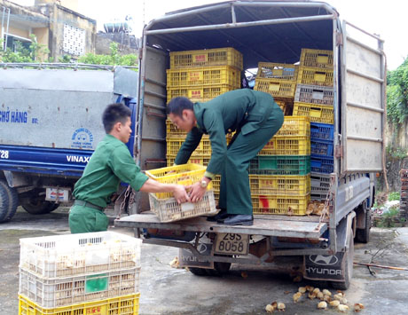 CBCS Đồn Biên phòng Hải Hòa kiểm đếm số gà giống nhập lậu vừa bị bắt giữ