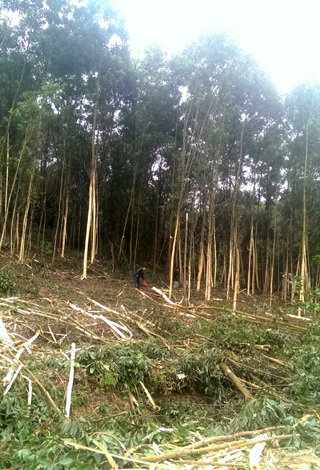 Người dân xã Minh Cầm (Ba Chẽ) thu hoạch rừng trồng. 