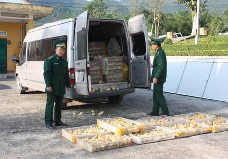 CBCS Đồn Biên phòng Quảng Đức tiến hành kiểm đếm số gà nhập lậu vừa bị bắt giữ