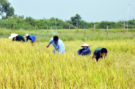 CBCS Đồn BP Quan Lạn hành quân dã ngoại giúp nhân dân xã Quan Lạn (Vân Đồn) thu hoạch mùa màng.