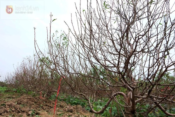 Những ngày này, người dân làng đào Nhật Tân (quận Tây Hồ, Hà Nội) đang tất bật tuốt lá, vun gốc, tưới nước để đào ra hoa đúng dịp Tết Ất Mùi (2015). Theo nhiều chủ vườn đào nổi tiếng ở Hà Nội, thị trường đào Tết năm nay sẽ hứa hẹn một 