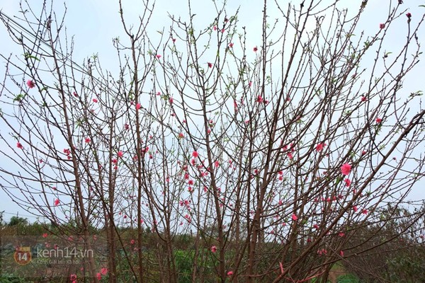 Dù còn cách tết Dương lịch gần nửa tháng và cách tết Âm lịch hơn hai tháng nữa nhưng nhiều cây đào ở Nhật Tân đã bung nở hoa từ rất sớm.