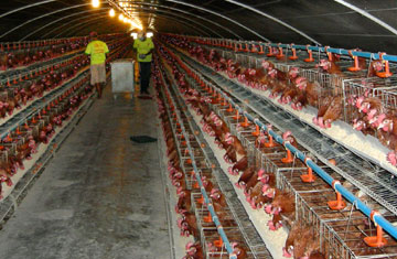 Mô hình nuôi gà công nghiệp đẻ trứng đạt hiệu quả  Phương Pháp Nông Nghiệp