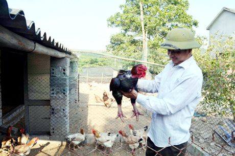 Anh Nguyễn Hữu Cường, tổ 19A, khu 3, phường Hà Khánh (TP Hạ Long) đã nuôi thành công giống gà Đông Tảo tại địa phương.