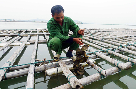 Phát triển nghề nuôi hàu cửa sông bước đầu đã mạng lại hiệu quả kinh tế cao. Trong ảnh: Kiểm tra chất lượng hàu nuôi của Công ty CP Thuỷ sản Tân An (TX Quảng Yên).