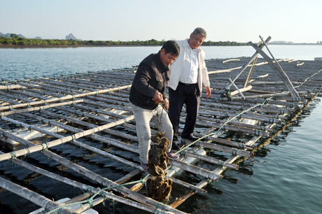 Bè nuôi hàu của Công ty CP nuôi trồng thủy sản công nghiệp Tân An