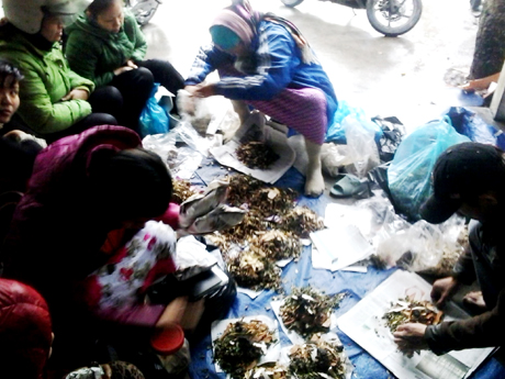 Nhiều người dân vây quanh hàng thuốc nam bán dạo ở vỉa hè khu vực chợ Hà Trung (TP Hạ Long) để mua thuốc trị bệnh.