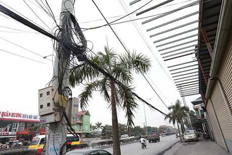 Thời gian gần đây hệ thống dây điện, dây viễn thông tại TP Cẩm Phả không đảm bảo an toàn. Tại đường Hoàng Quốc Việt phường Cẩm Sơn các cột tre thay thế cho cột điện.