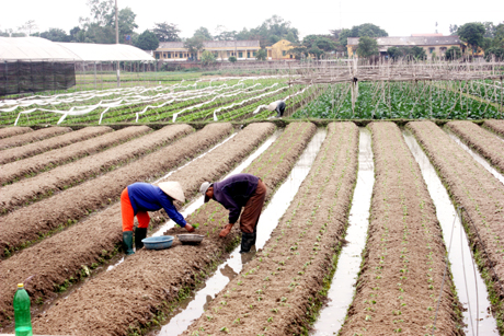 Giá đất nông nghiệp được điều chỉnh tăng 10% so với bảng giá đất 2014.