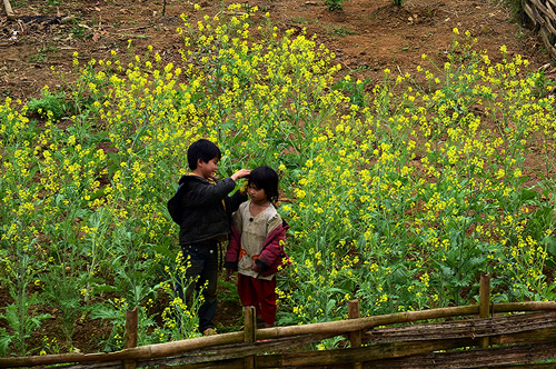 Trẻ nhỏ Lào Cai thích thú với những nhành hoa rực rỡ.