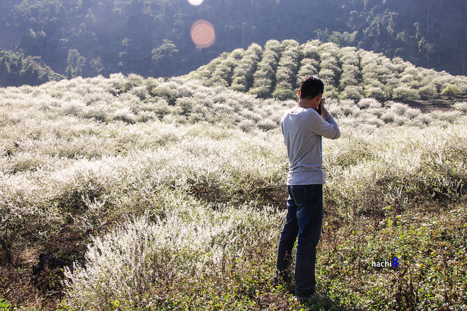 Từ nhiều năm nay, Mộc Châu trở thành điểm hẹn cho những người thích du lịch và mê chụp ảnh mỗi mùa hoa nở.