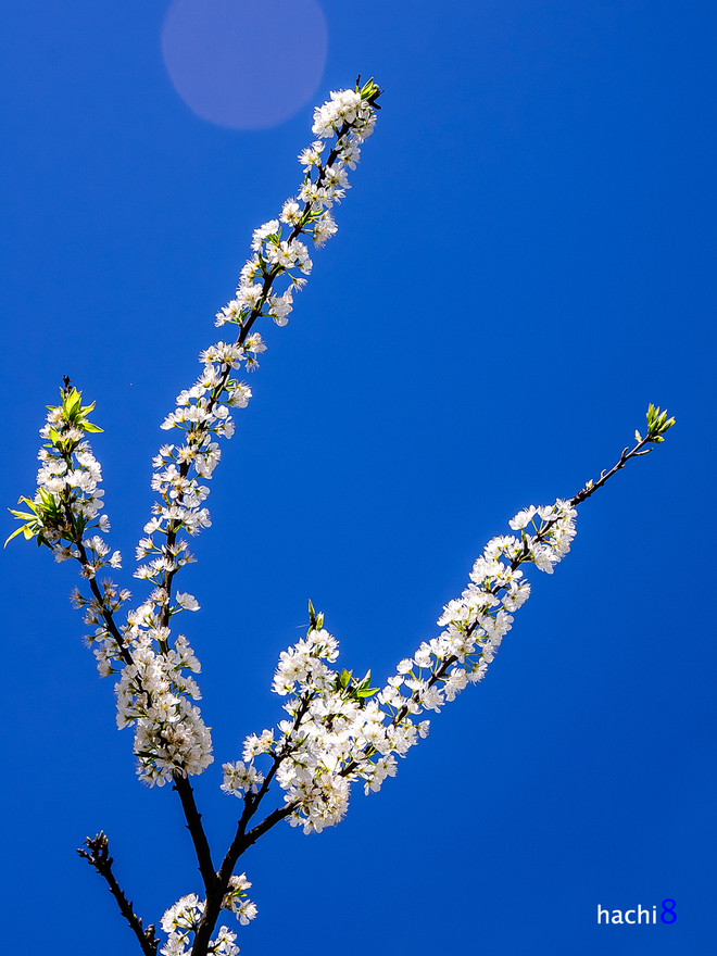 Nếu muốn đến với thiên đường hoa Mộc Châu năm nay, hãy chuẩn bị hành lý và lên đường trong những ngày đầu tháng 2 tới, vào thời điểm hoa nở đẹp nhất trong năm.