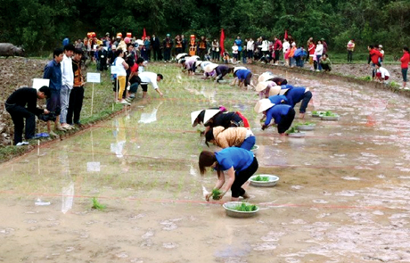 Nông dân huyện Ba Chẽ thi cấy lúa xuân tại Lễ hội Lồng Tồng đầu Xuân 2014.