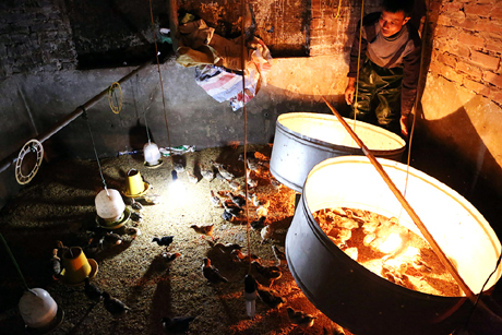 Riêng 1,5ha ao, anh thả rất nhiều loại cá: Chép, trôi, chim, vược, trắm đen. Mỗi năm cũng cho thu nhập 100 triệu đồng. Hiện anh đang tự nhân giống để phát triển mạnh đàn gà, phục vụ nhu cầu của bà con sau Tết.