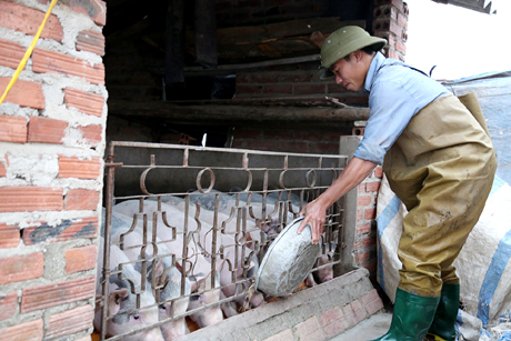 Ngoài gia đình anh Lai phát triển kinh tế theo mô hình trang trại, ở xã Sông Khoai còn một số gia đình phát triển theo mô hình này cũng mang lại hiệu quả kinh tế cao. Điển hình như hộ anh Bùi Thanh Nhã, xóm 5, xã Sông Khoai, với hàng trăm con lợn, gà được nuôi kết hợp với đầm ao nuôi trồng thuỷ sản.
