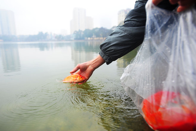 Còn cá chép sống, người dân mang thả ra sông hồ. Năm nay, các hồ ở Hà Nội như Hoàn Kiếm, Ngọc Khánh, Thành Công... đều có người đứng nhắc nhở người dân giữ vệ sinh, nên môi trường có phần được cải thiện.