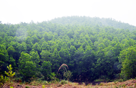 Diện tích rừng trồng sản xuất đã được cấp chứng chỉ FSC tại xã Tân Bình, huyện Đầm Hà của Công ty TNHH Thanh Lâm phát triển tốt.