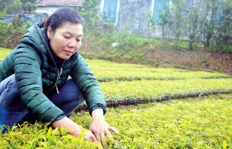Công nhân vườn ươm Công ty TNHH MTV Lâm nghiệp Cẩm Phả chăm sóc cây keo giống.