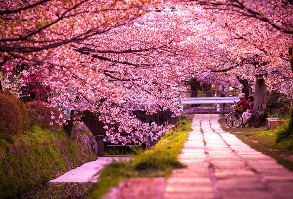 5000+ ảnh đẹp hoa đào mùa xuân Với những cảnh đẹp thiên nhiên và hoa đào lung linh