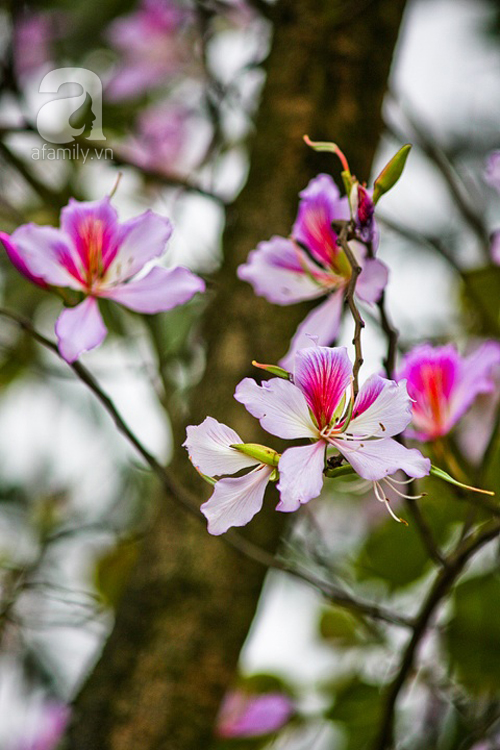 Hoa ban được trồng ở một số điểm ở Hà Nội, nổi tiếng nhất là hàng cây mọc dài con đường Bắc Sơn đối diện lăng Hồ Chủ tịch. Chỉ mùa nắng xuân về, nụ hoa ban mới hé nở.