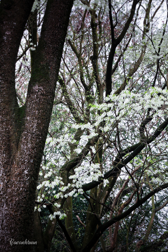 Khi hoa sưa nở rộ là lúc tiết trời ấm dần lên. Bởi thế vào những ngày trời trong, nắng nhẹ, dạo chơi trên các con phố ở Hà Nội, du khách sẽ có dịp ngắm nhìn những thân cây cao vút chỉ phủ một màu trắng xóa của hoa sưa.