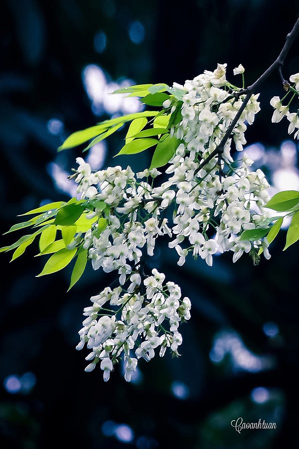 Một chùm sưa trắng muốt với những cánh hoa nhỏ xíu, dịu dàng đung đưa trong làn gió mát mùa xuân.