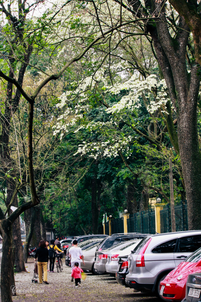 Ngoài ra, Hoàng Hoa Thám, Giảng Võ, Phan Chu Trinh... cũng là những con phố có rất nhiều cây hoa sưa.