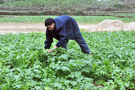 Anh Ty Trường Sơn, thôn Trung Sơn, xã Quảng Lợi chăm sóc ruộng rau củ cải sắp đến kỳ thu hoạch.